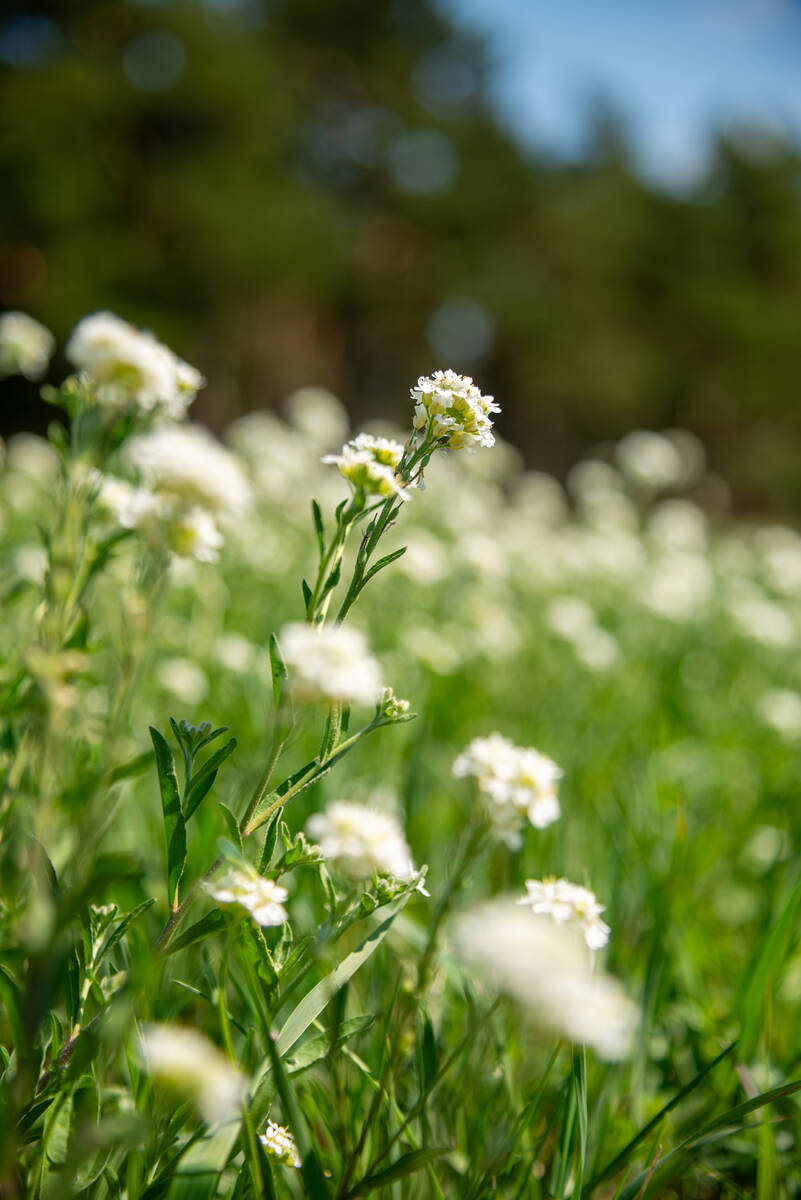 Graukresse inmitten einer Sommerwiese