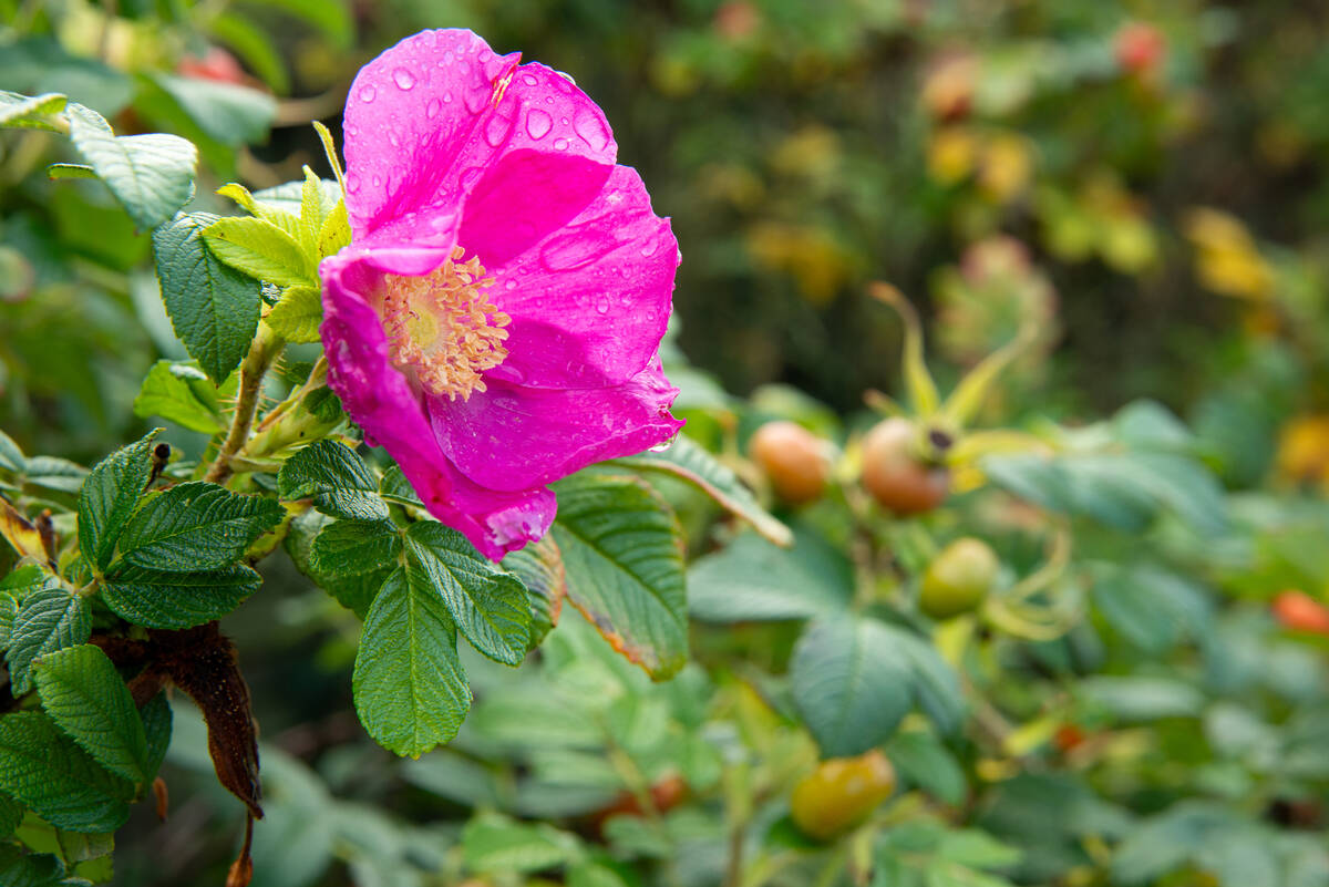 Hagebutten und Rosenblüte mit Regentropfen auf den Blütenblättern