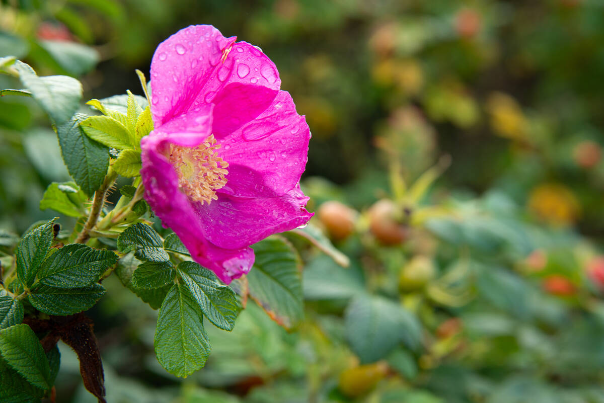 Hagebutten und Rosenblüte mit Regentropfen auf den Blütenblättern