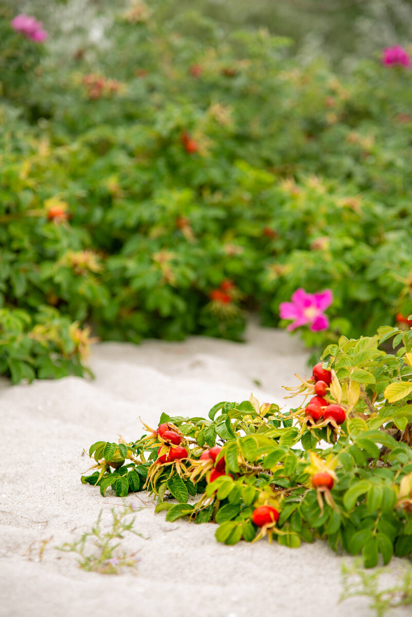 Hagebutten in den Dünen auf dem Sand