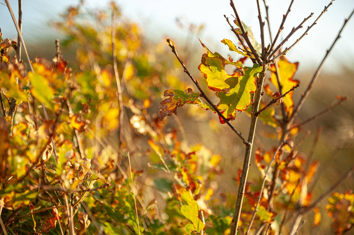 Herbstliches Eichenlaub im Sonnenlicht