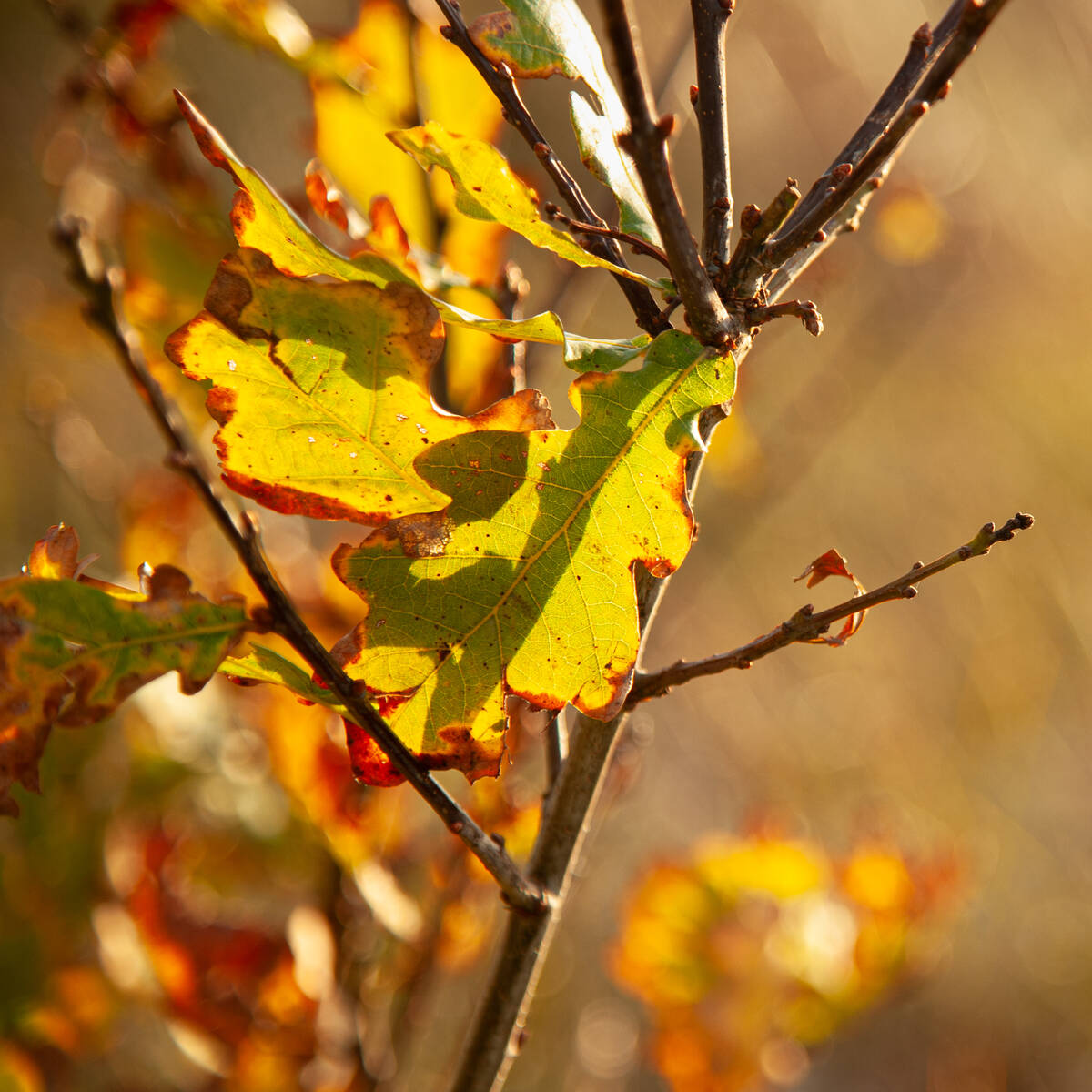 Herbstliches Eichenlaub in Dünenlandschaft