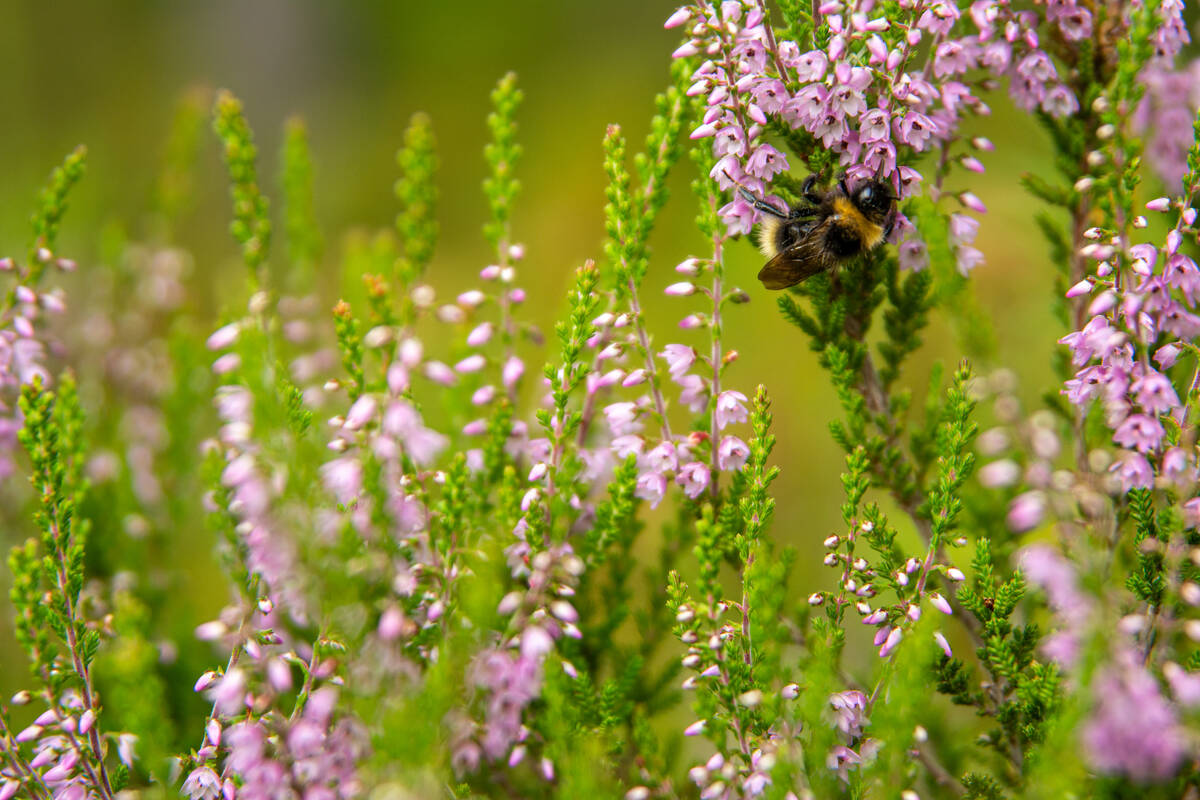 Hummel trinkt an Erika-Blüten