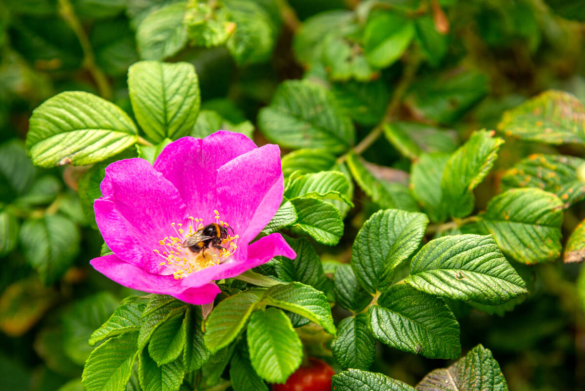 Hummel auf Kartoffel-Rose (Rosa Rugosa)