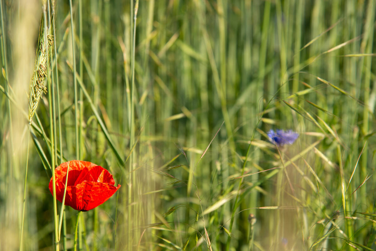 Klatschmohn mit blühender Roggenähre in einem grünen Kornfeld