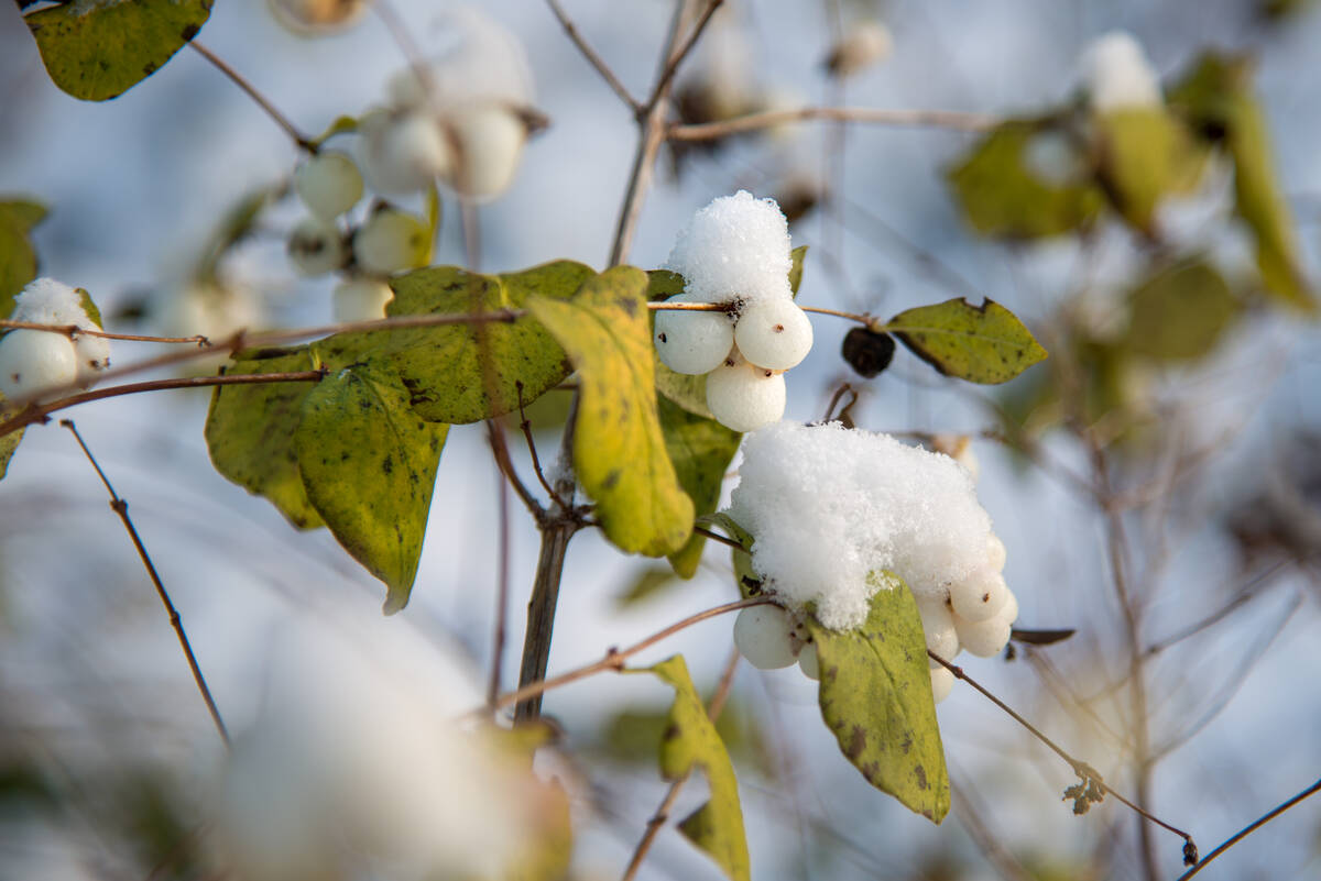 Knallerbsen am Busch, die eingeschneit sind und einen Hut aus Schnee tragen