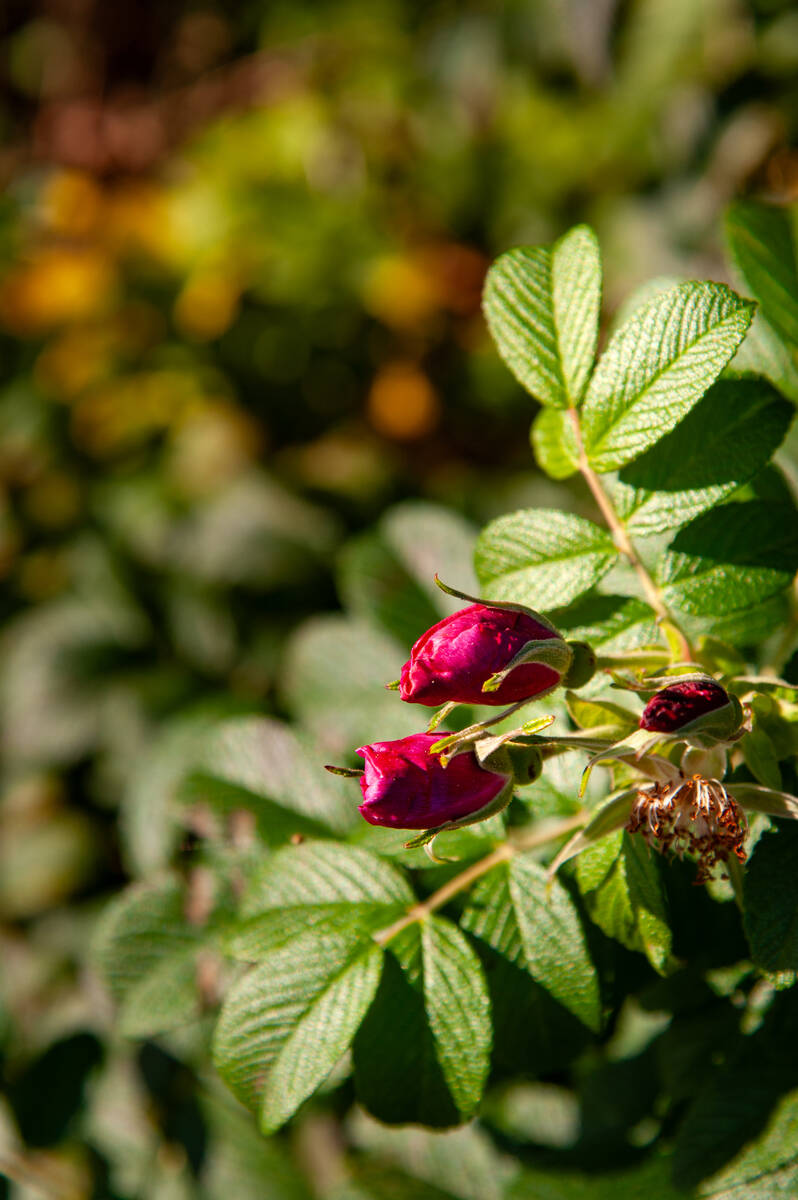 Knospen der Wildrose im Sonnenlicht