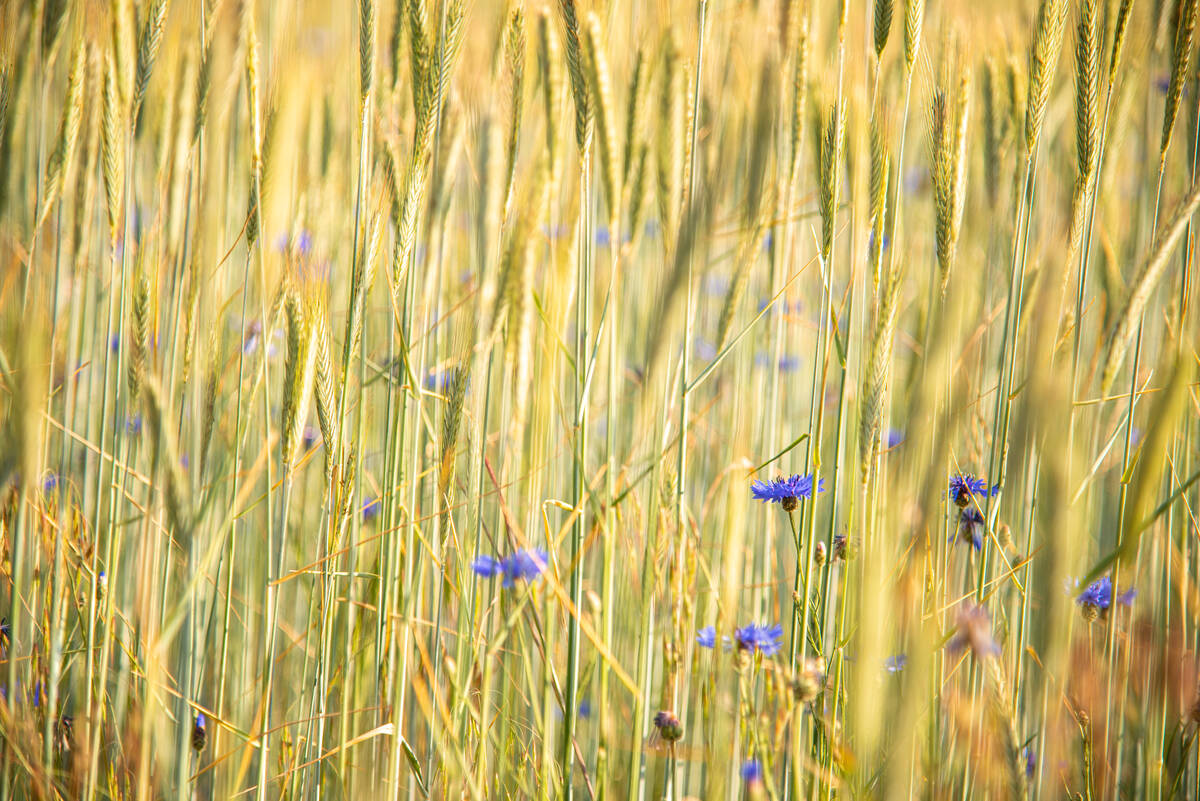 Kornblumen im Roggenfeld