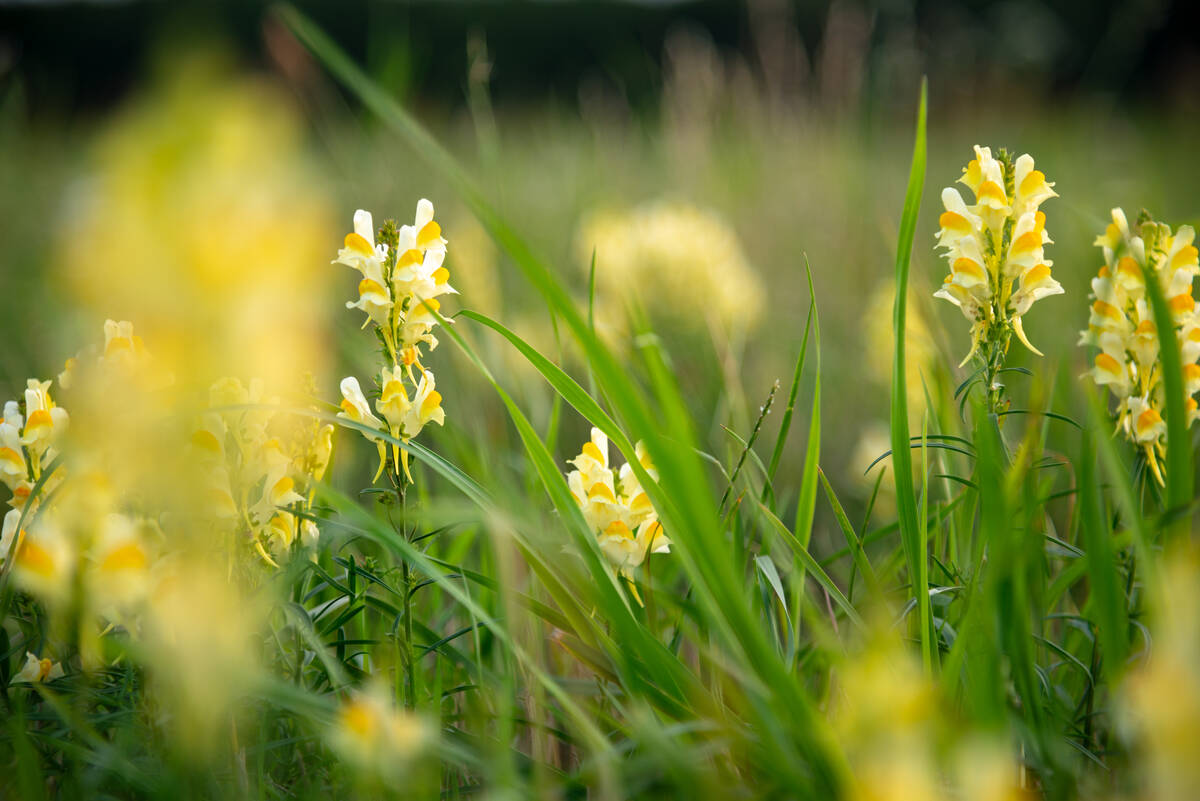 Linaria vulgaris in einer Wiese mit unscharfen Blüten im Vordergrund