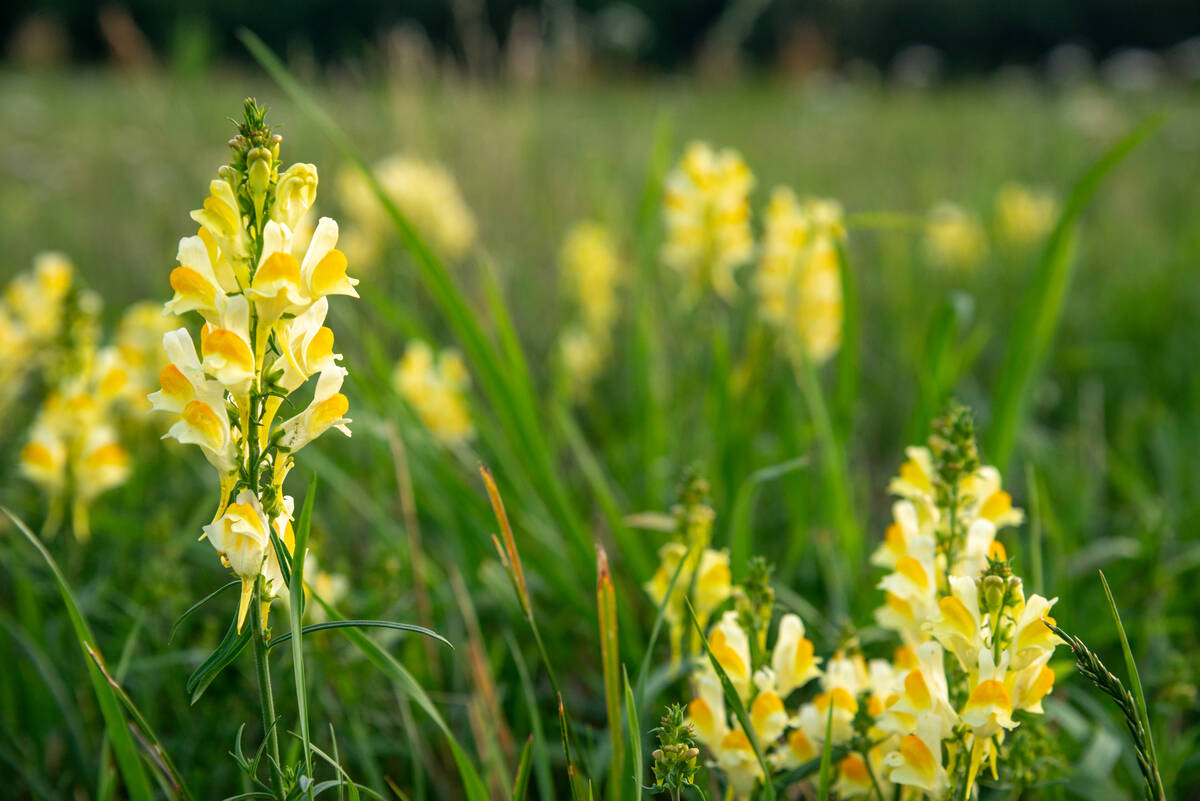 Linaria vulgaris (Echtes Leinkraut) auf einer Wiese