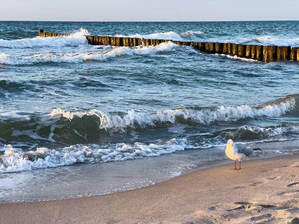 Möwe am Strand mit Buhnen im Hintergrund am Wasser