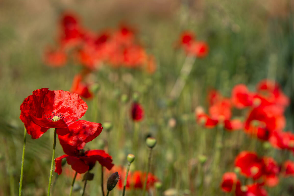 Mohnblumen in der Sonne