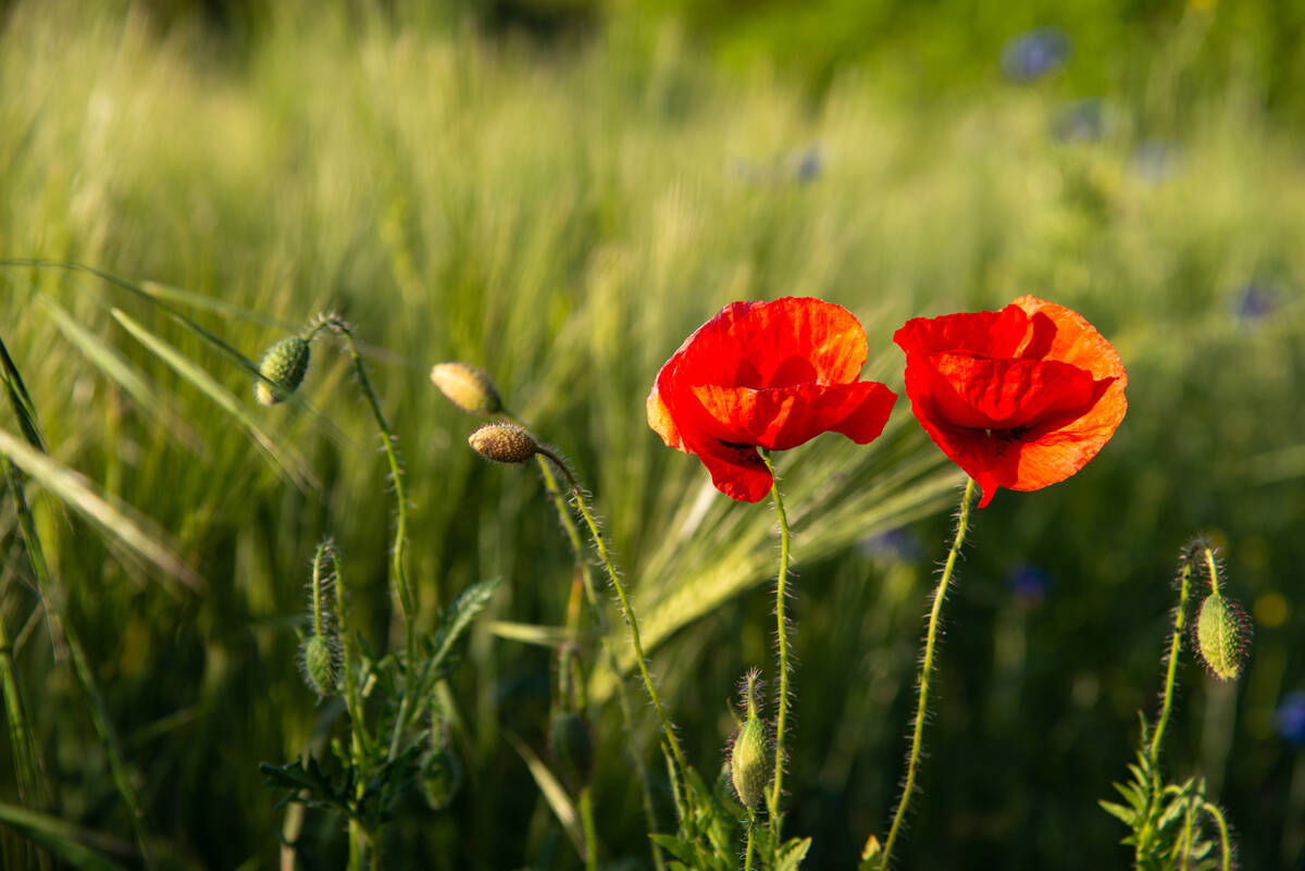 Mohnblumen in voller Blüte vor einem Gerstenfeld im Abendlicht Ende Mai