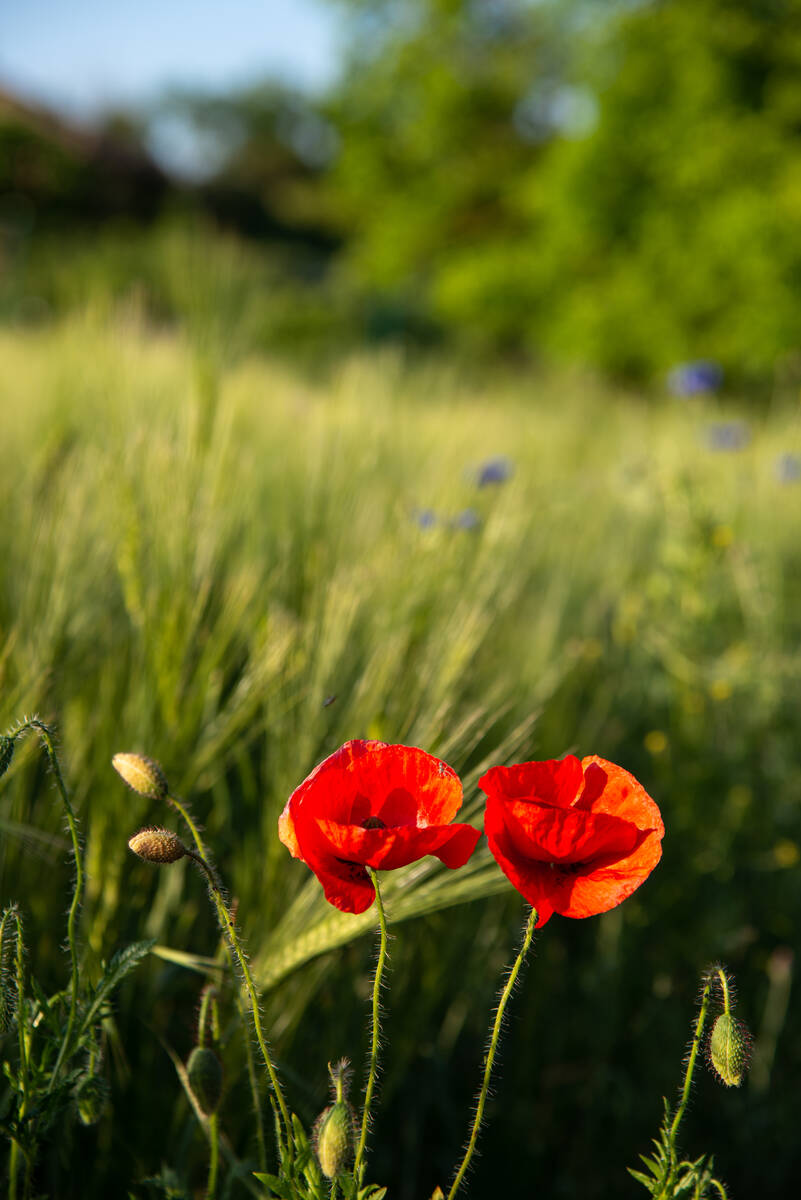 Mohnblumen in voller Blüte vor einem Gerstenfeld im Abendlicht Ende Mai