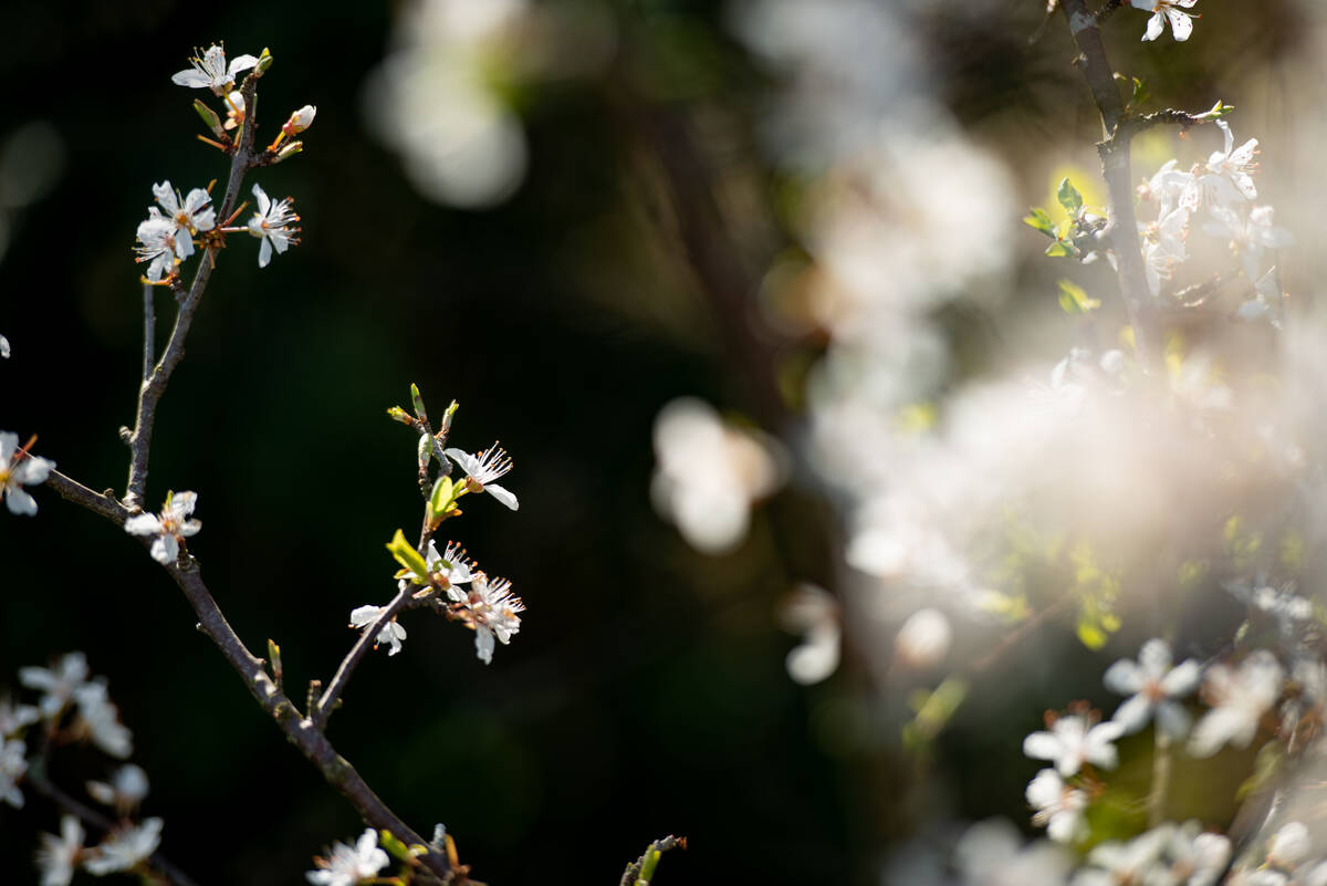 Obstblüten im Gegenlicht vor dunklem Hintergrund