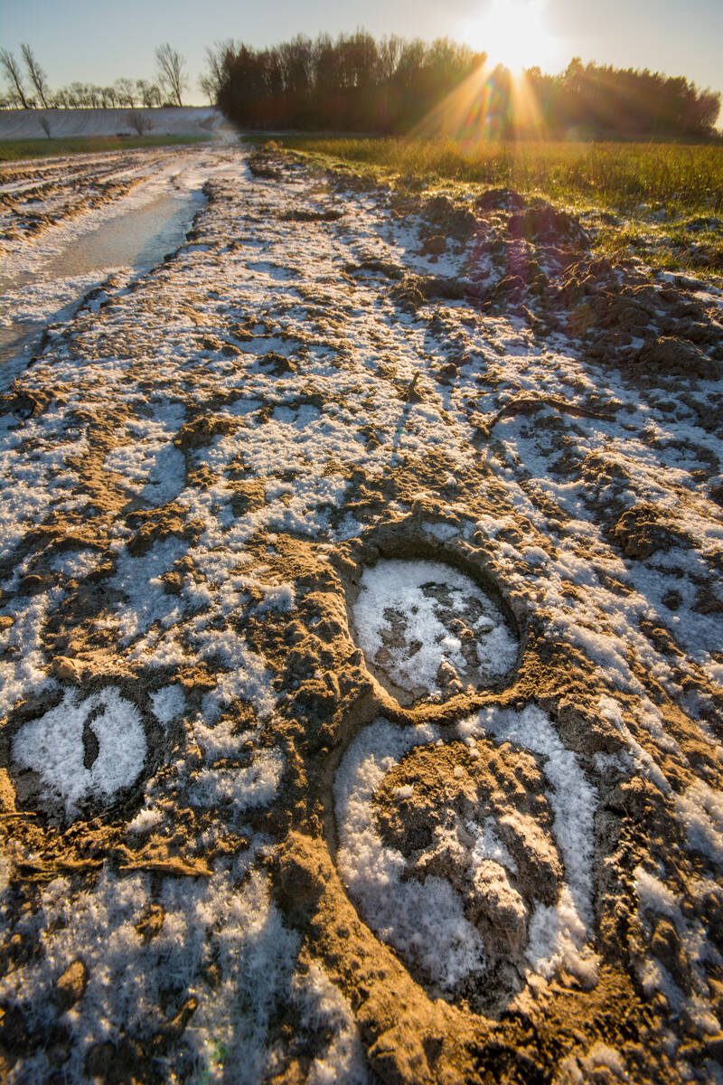 Pferdespuren im Sand eines winterlichen Feldweges