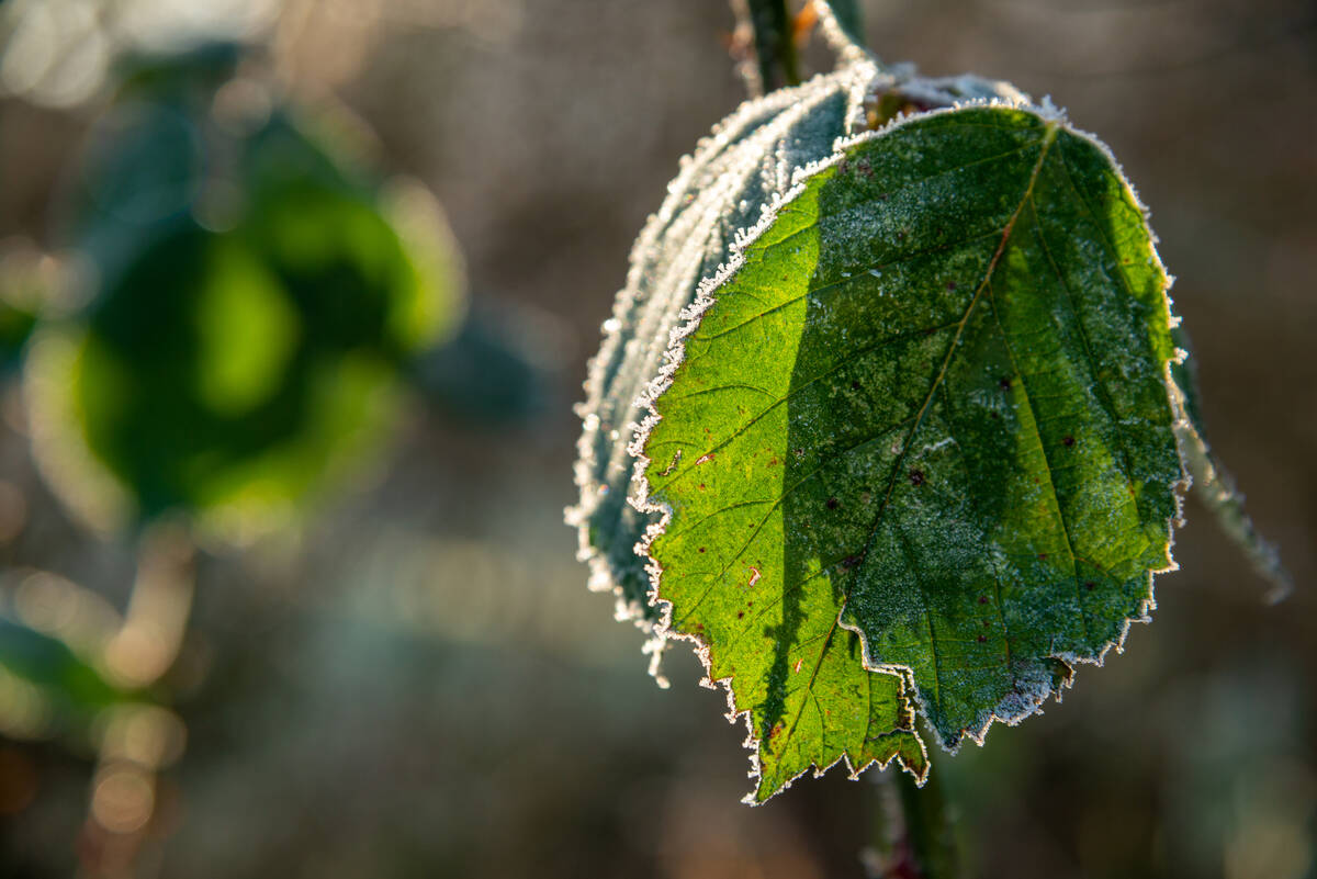 Raureif an einem grünen Blatt im Garten im Februar