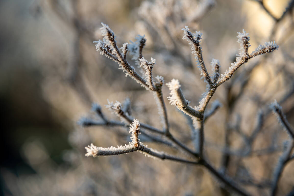 Raureif an Zweigen eines beschnittenen Busches im Garten