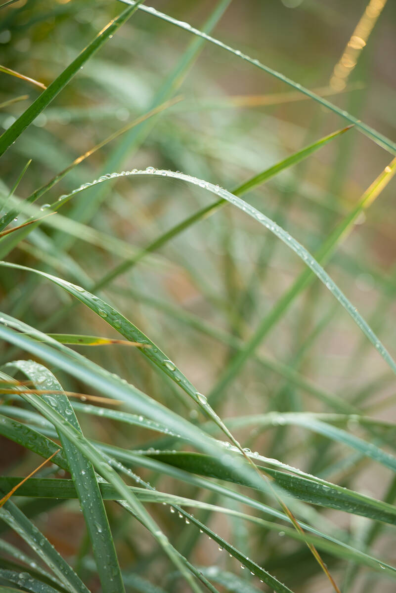 Regentropfen auf Schilfgras nach einem Sommerregen