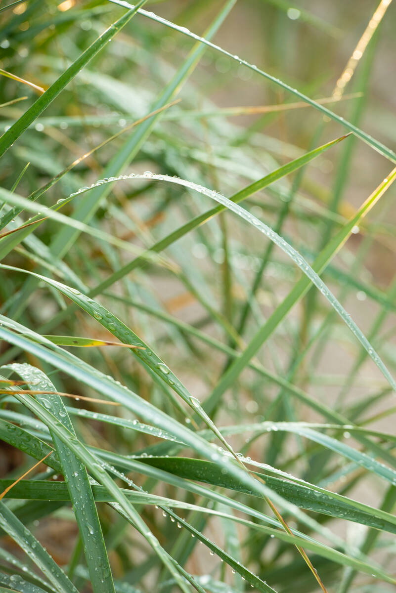 Regentropfen auf Schilfgras nach einem Sommerregen