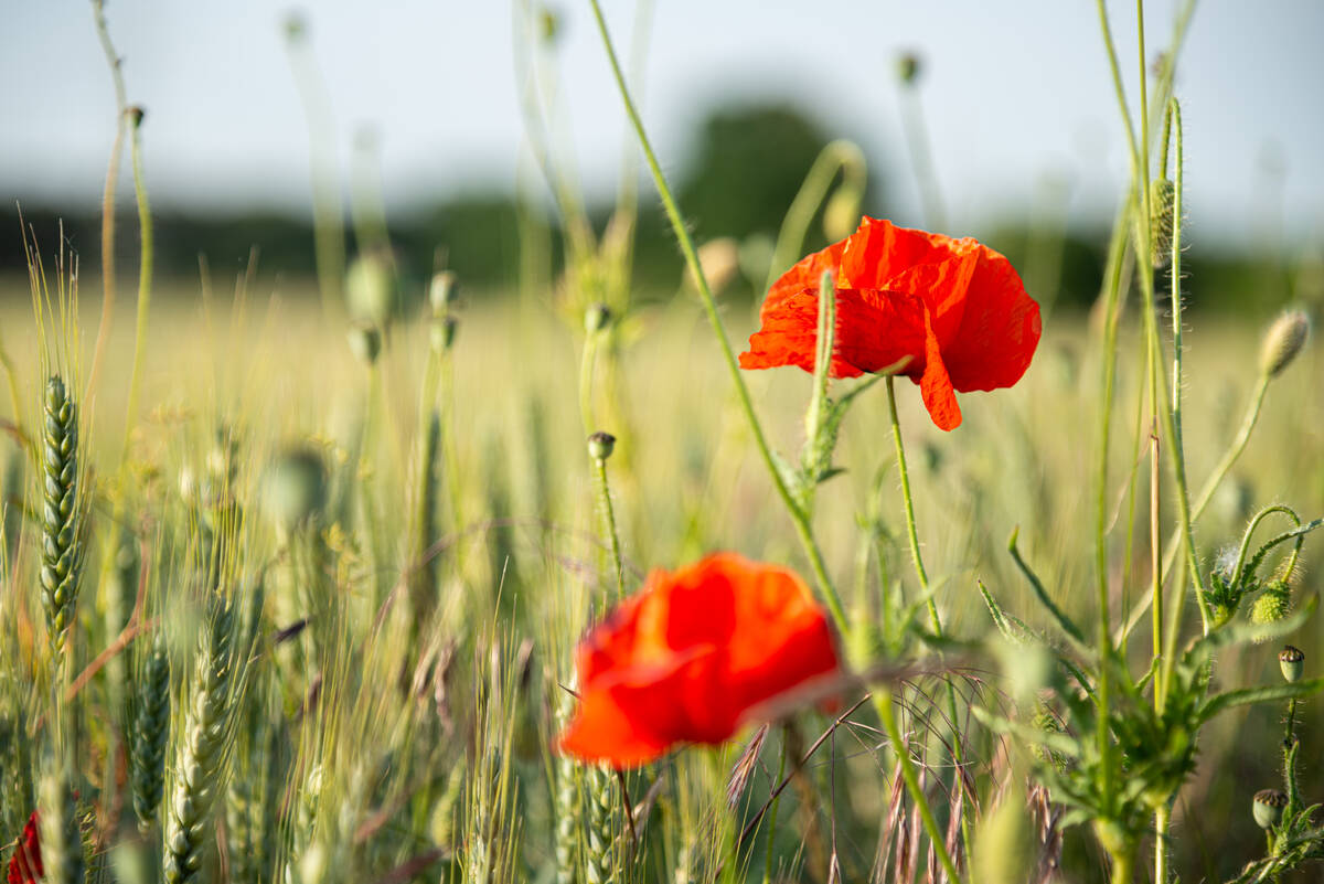 Roggenfeld mit zwei Mohnblumen