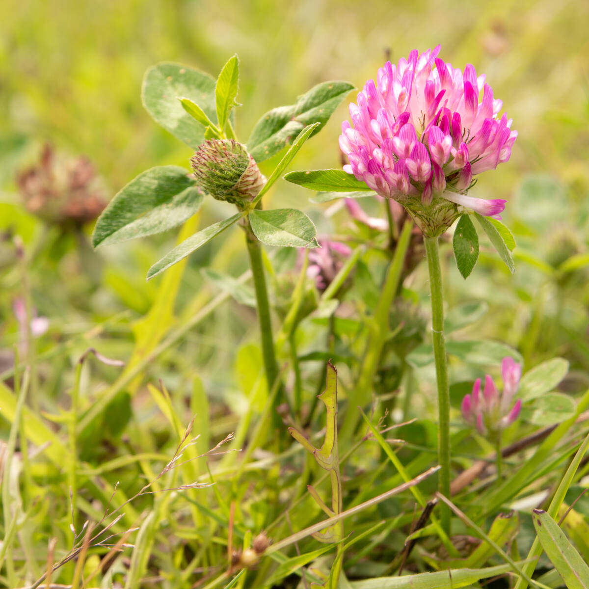 Rotklee auf einer Wiese mit schöner Blüte