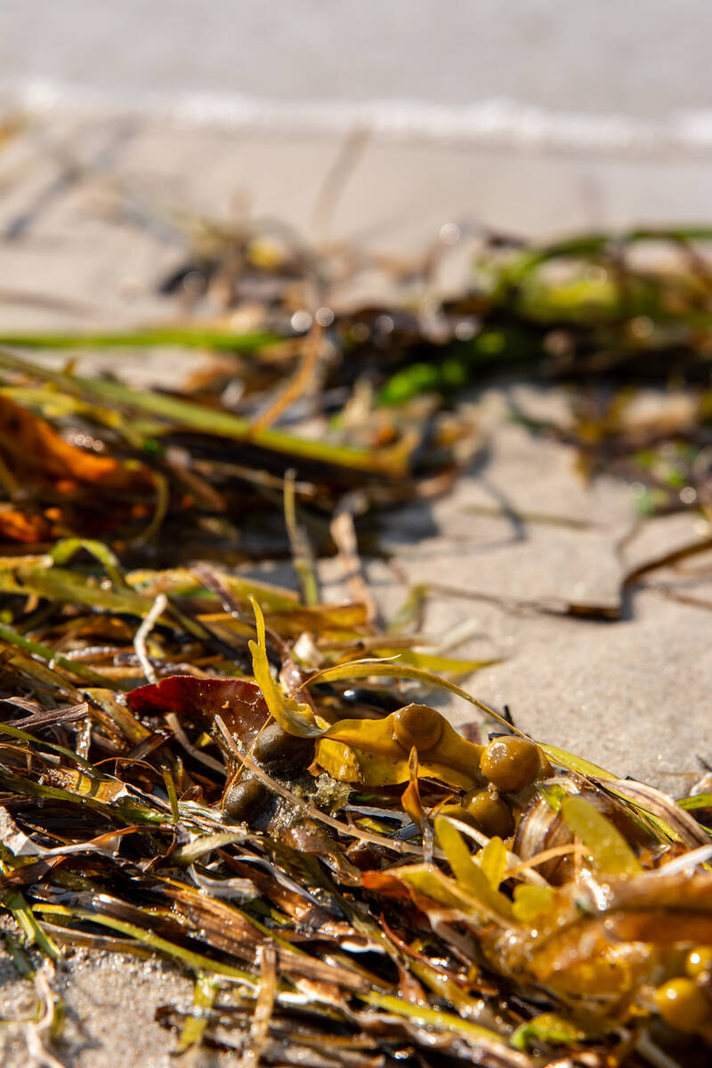 Seegras am Ostsee-Strand