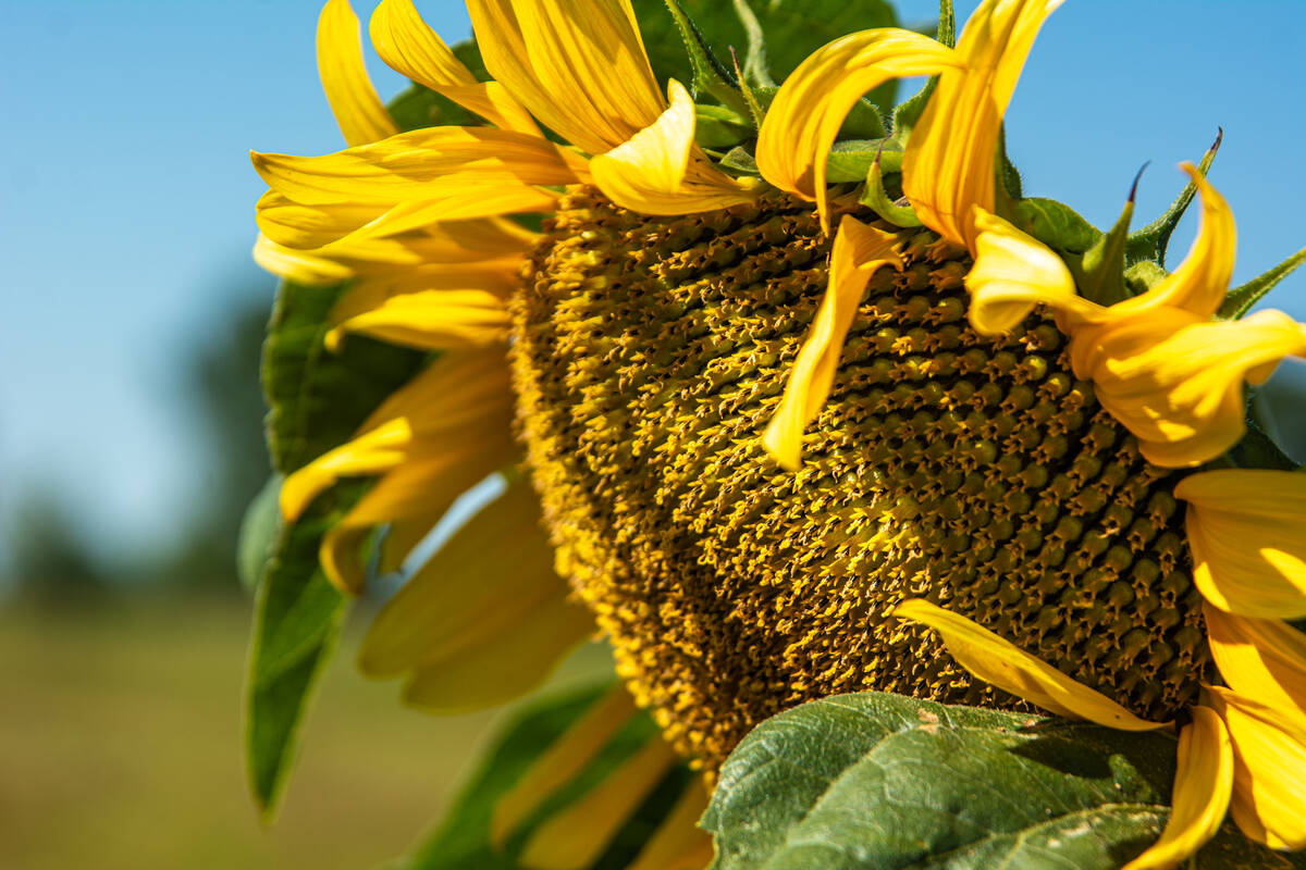 Sonnenblumenportrait in der Morgensonne