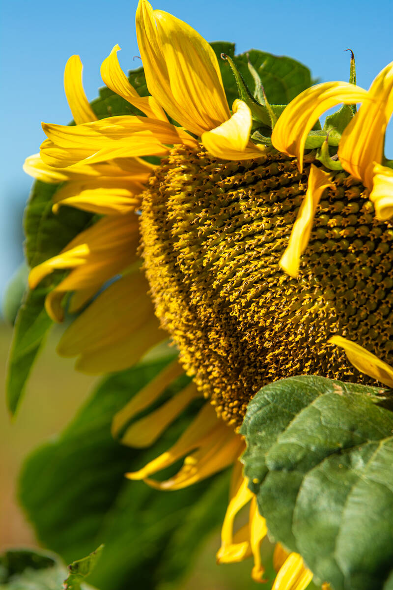 Sonnenblumenportrait in der Morgensonne