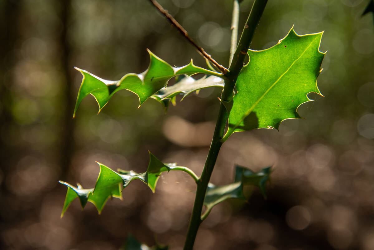 Stechpalme im Gegenlicht im Wald (Ahrenshooper Holz)