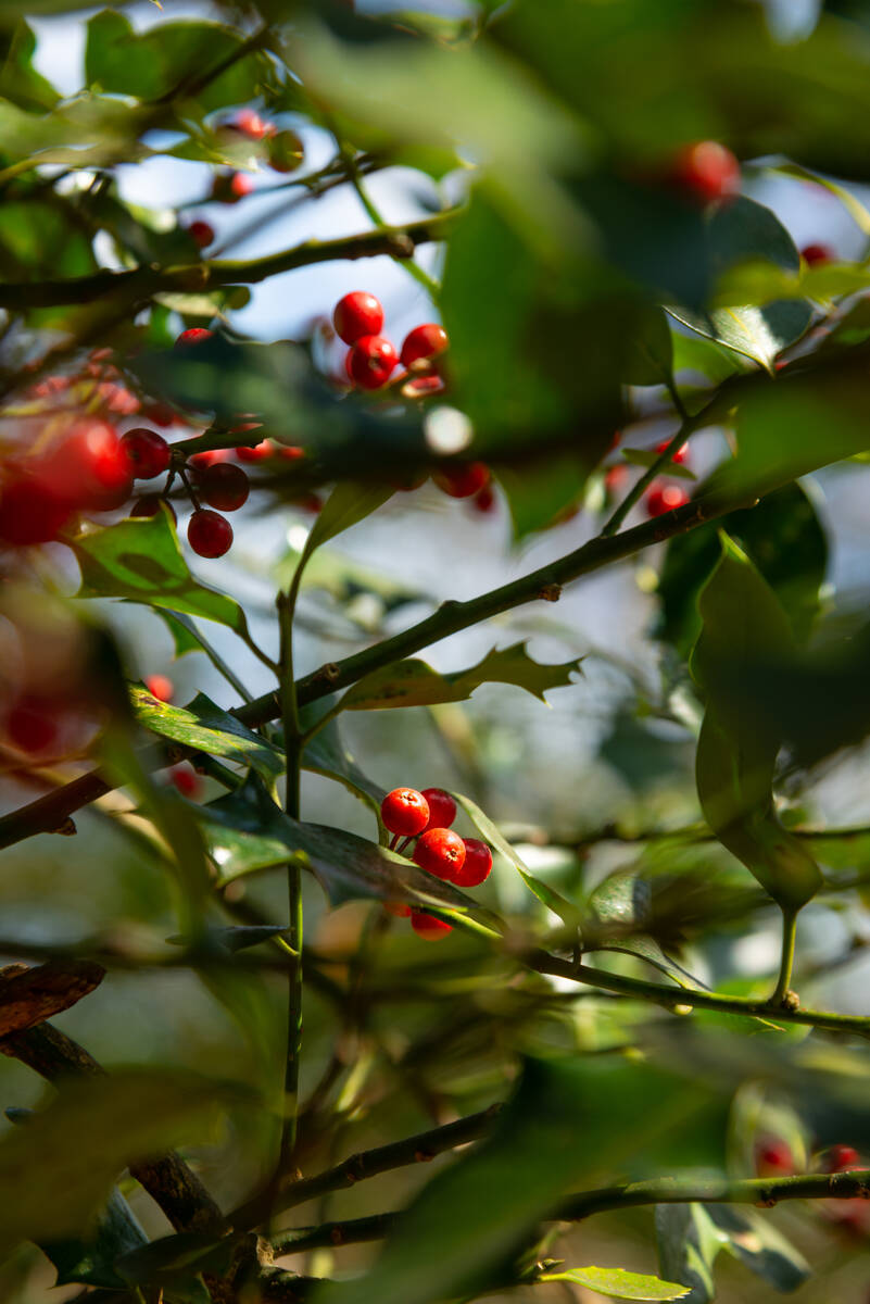 Stechpalmenbeeren in der Sonne im Ahrenshooper Holz