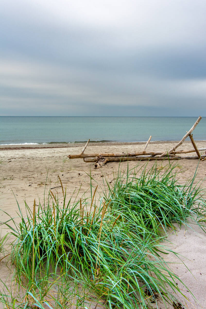 Strand mit Treibholz und Dünengras