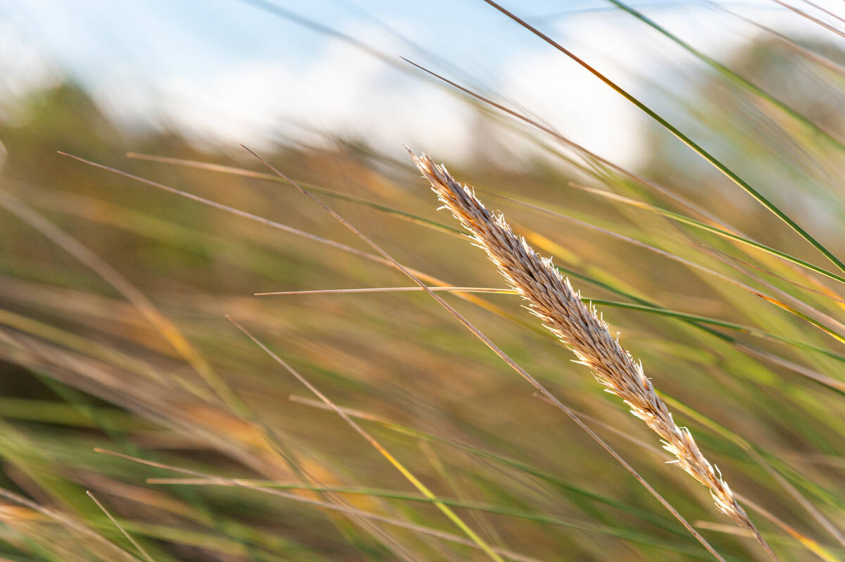 Strandhaferähre im Gegenlicht der Herbstsonne