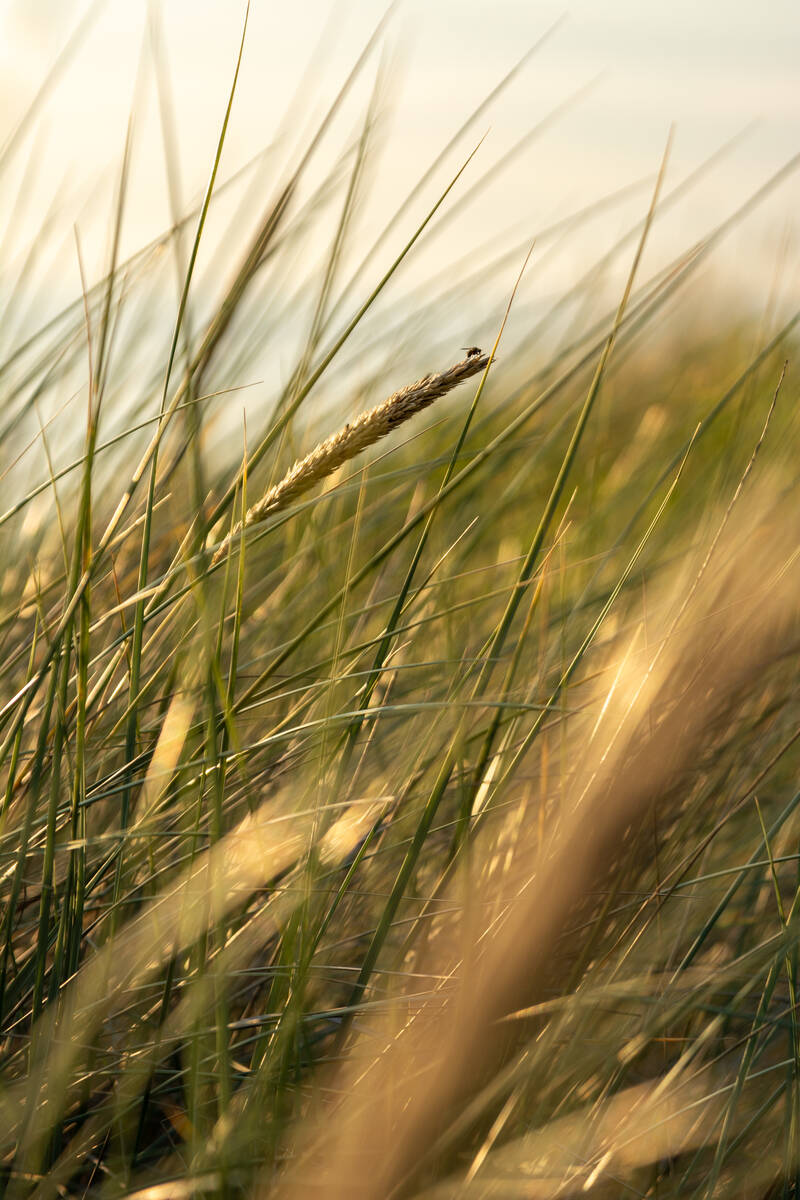 Strandhafer mit Fliege im Abendlicht an der Ostsee