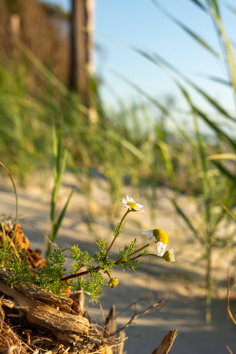 Strandkamille am Ufer der Ostsee