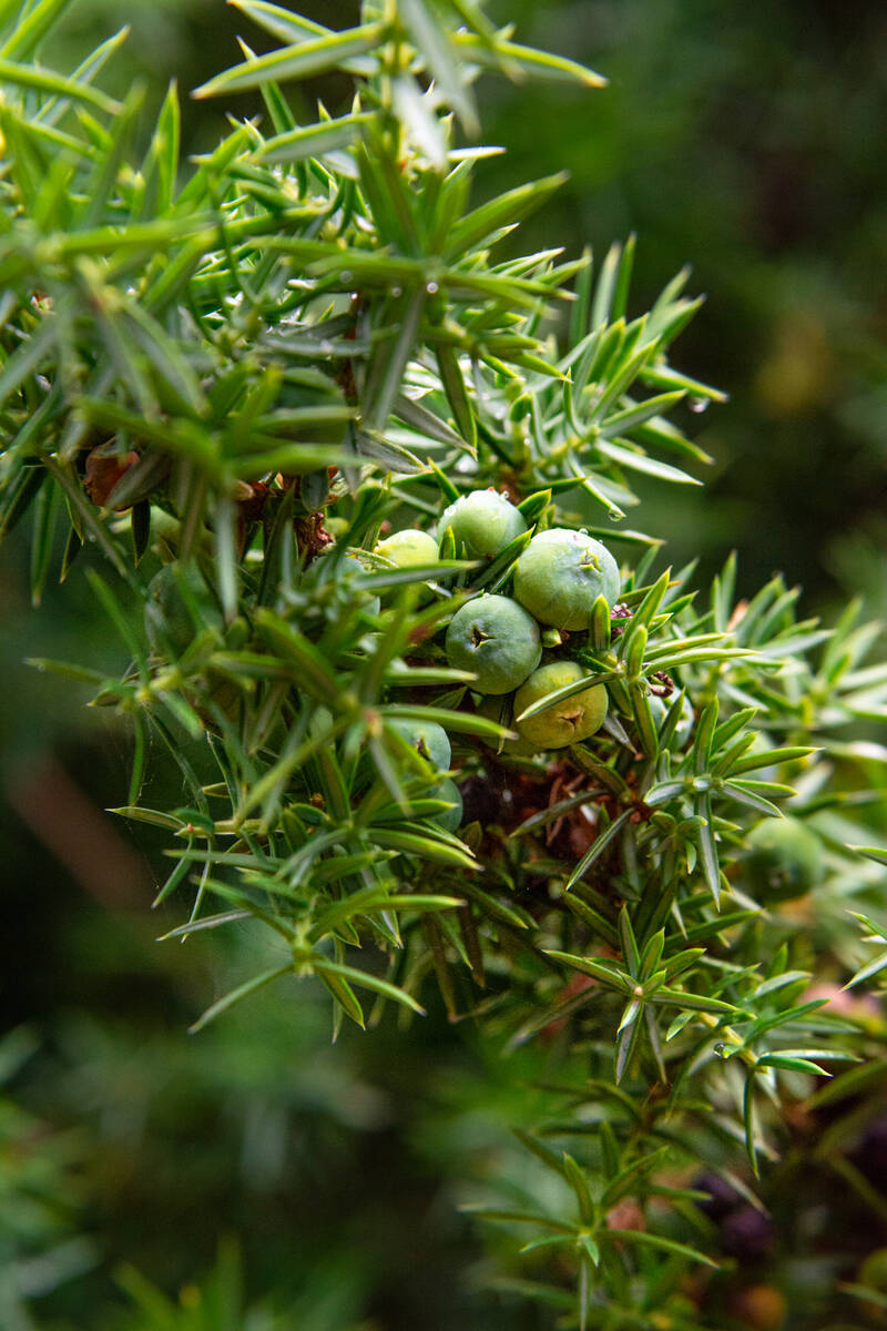 Wacholderzweig mit grünen Beeren