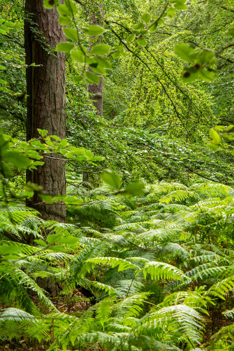 Wald mit Kiefern, Buchen und Farn – ein Ausschnitt