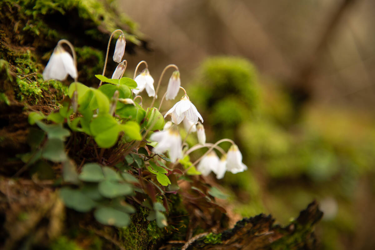 Waldsauerklee mit offenen wie noch geschlossenen Blüten