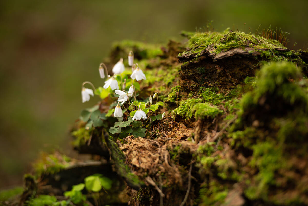 Waldsauerklee wächst auf morschem Baumstamm zwischen Moos im Wald