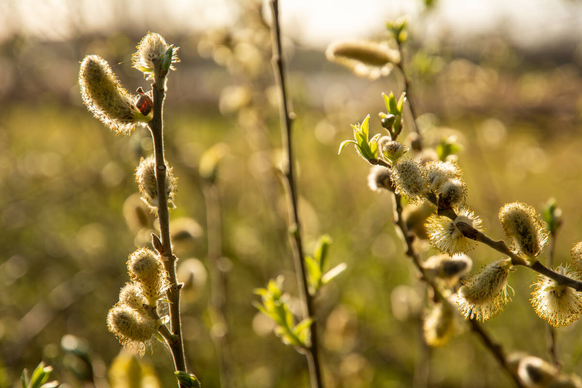 Weidenkätzchen im Gegenlicht vor einem Feld