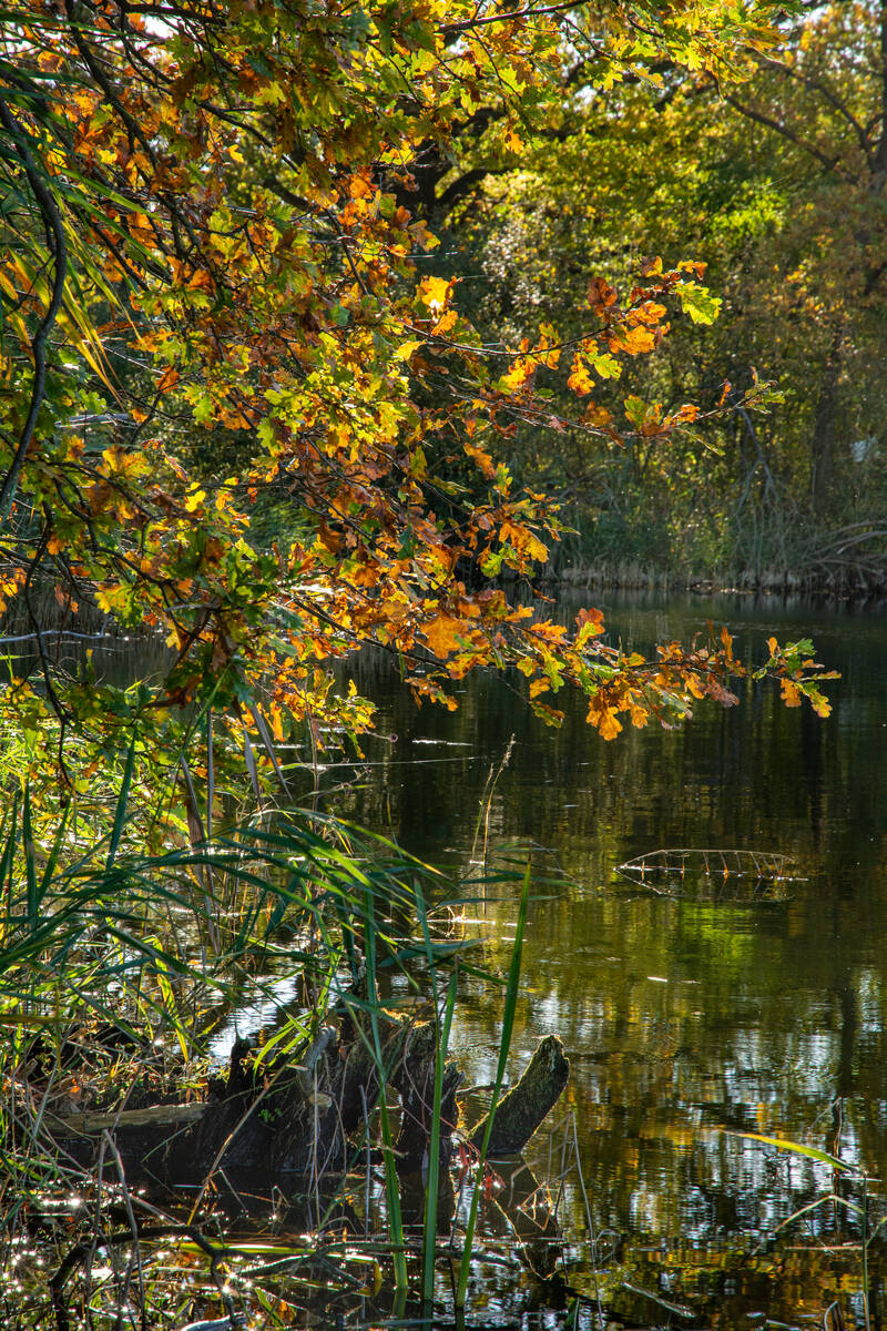 Weiher im Wald mit Eichenzweig in herbstlichen Farben im Vordergrund