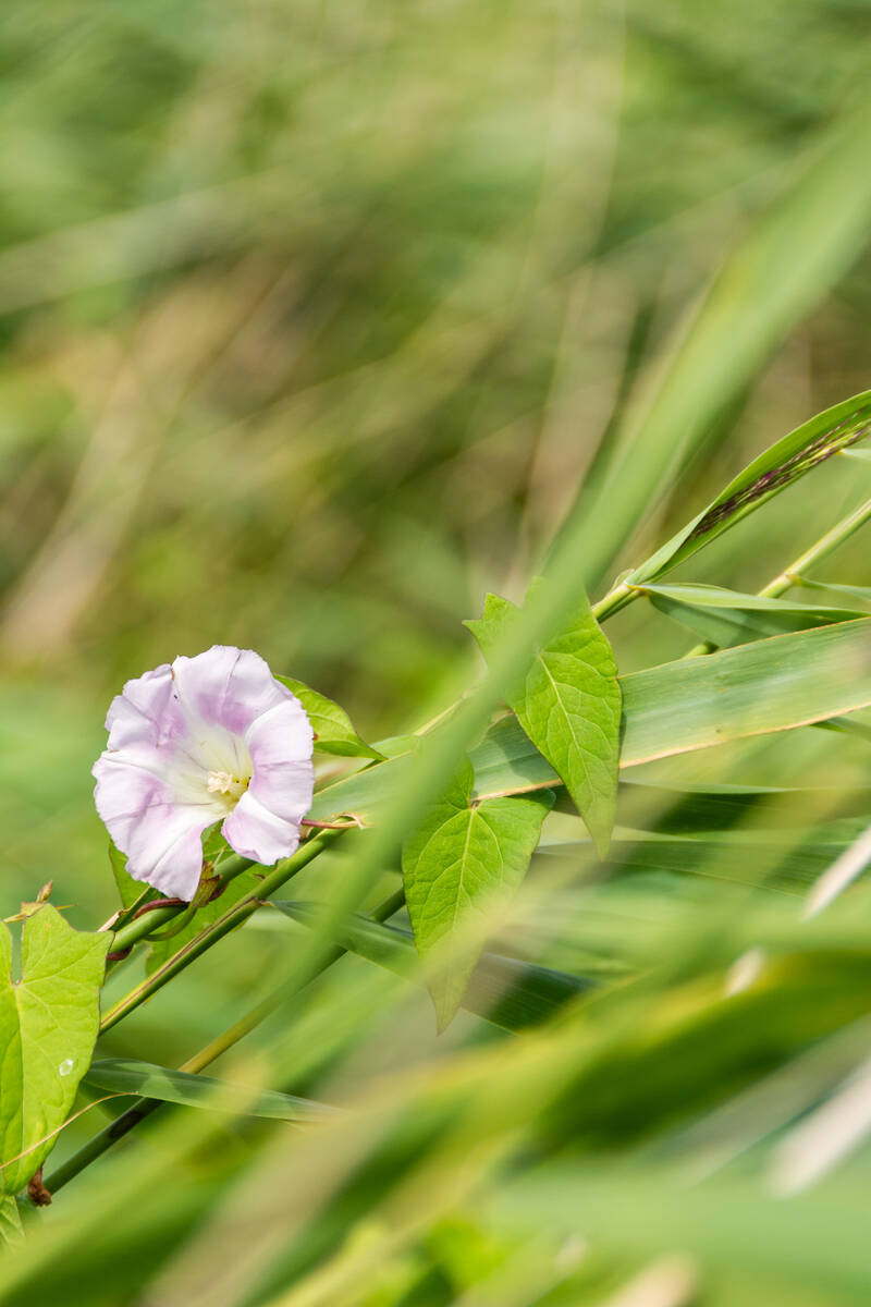 Wickenblüte in dichtem Schilf