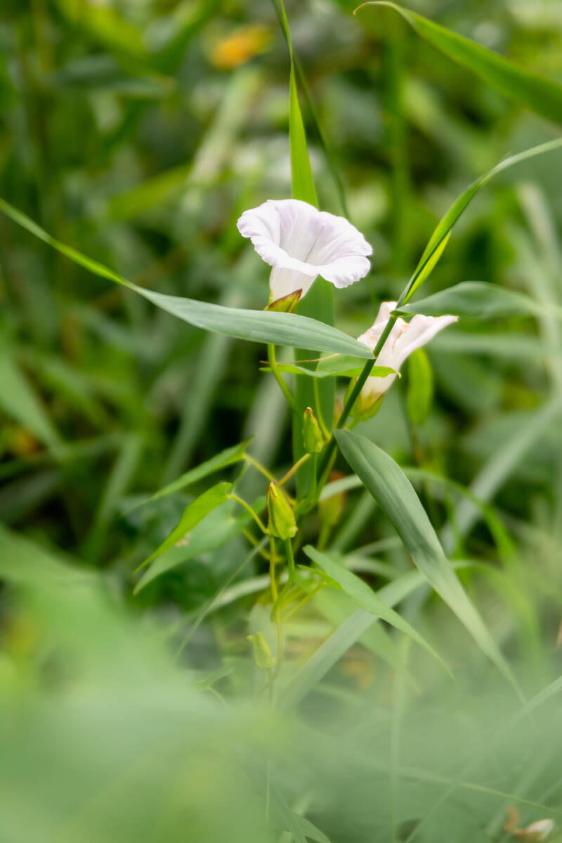 Wickenblüte und Knospen im Schilf