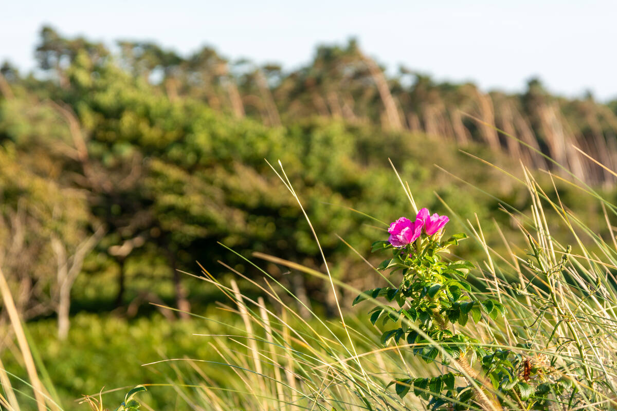 Wildrose in den Dünen