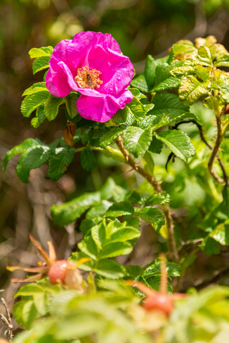 Wildrose in voller Blüte mit Insekt