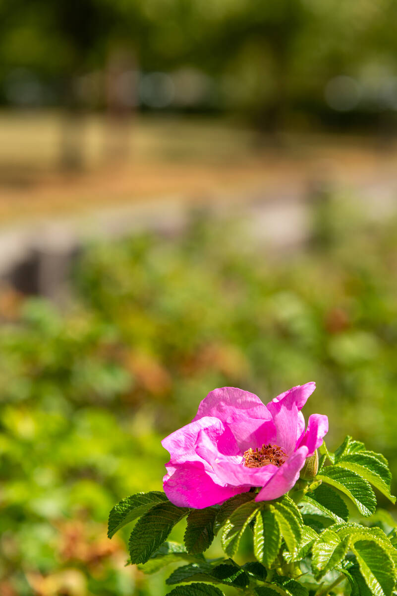 Wildrose mit parkähnlichem Hintergrund