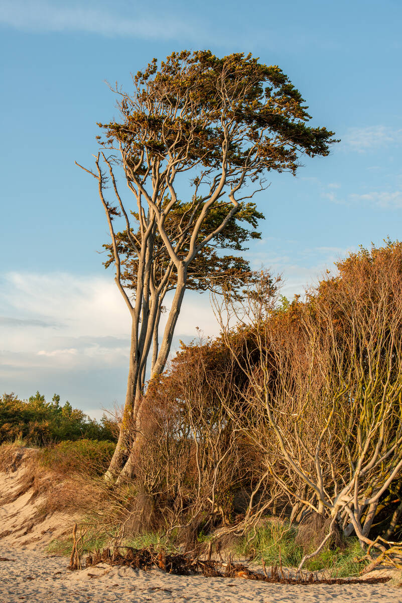 Windgeformte Buchen am Weststrand des Darß