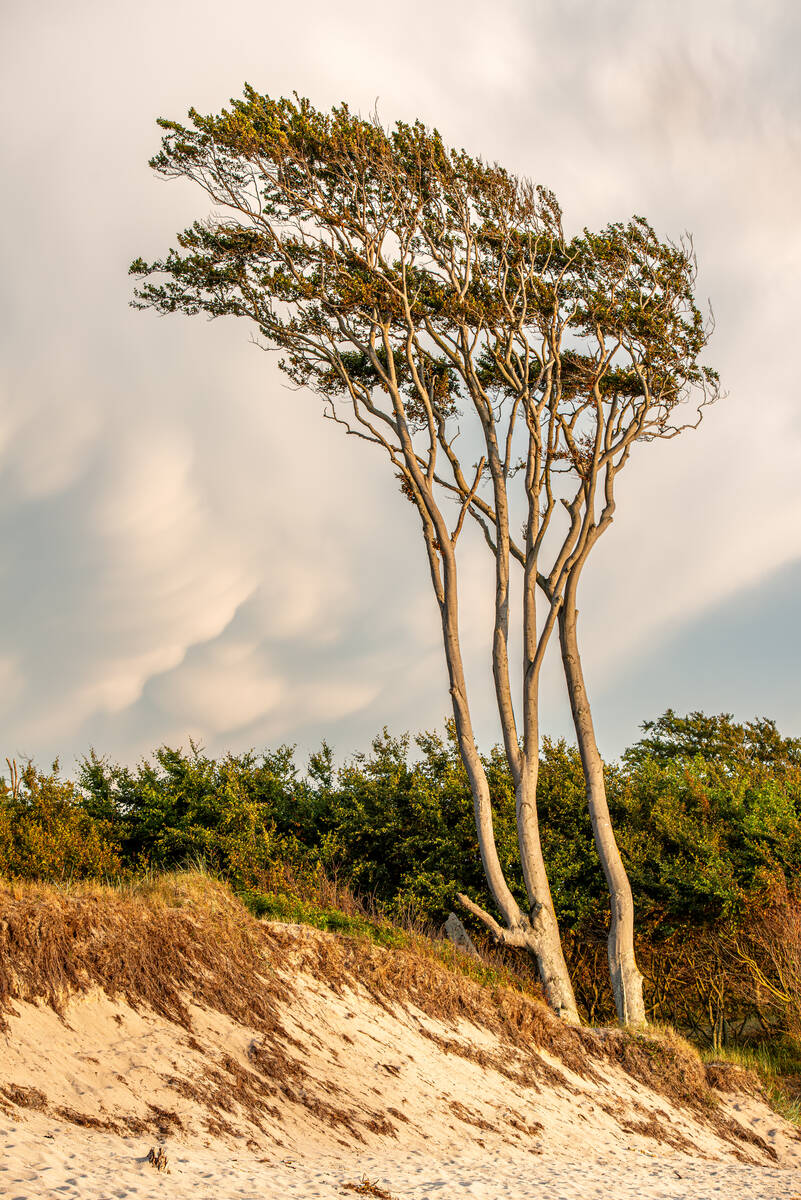 Windgeformte Buchen am Weststrand des Darß