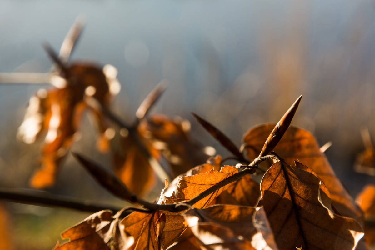 Winterknospe einer Rotbuche neben vorjährigem Laub in der Frühlingssonne